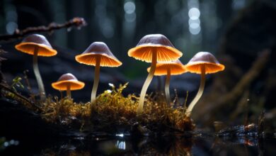 How Long Do Shrooms Stay in Your System?