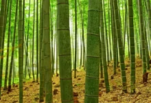 How Fast Does Bamboo Grow?