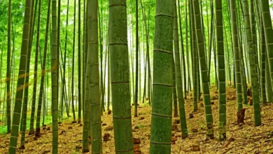 How Fast Does Bamboo Grow?