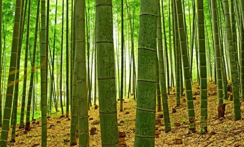 How Fast Does Bamboo Grow?