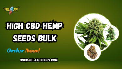 high CBD hemp seeds bulk