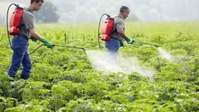 Pesticide Control Control Services and Pest Control Services