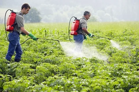 Pesticide Control Control Services and Pest Control Services