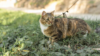 Do Cats Swallow Silvervine Chew Sticks? Understanding the Behavior and Benefits