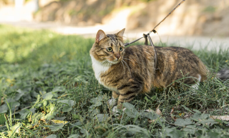 Do Cats Swallow Silvervine Chew Sticks? Understanding the Behavior and Benefits