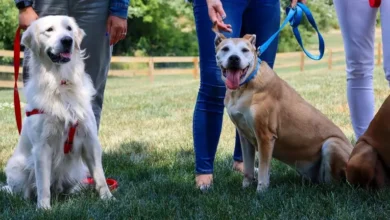 Safe Choke Collars for Sensitive Dogs