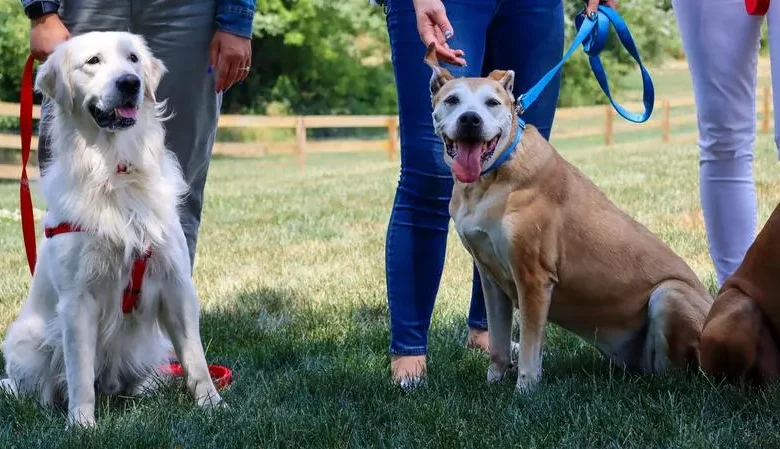 Safe Choke Collars for Sensitive Dogs