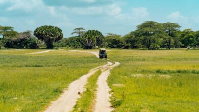 Best safari in Africa