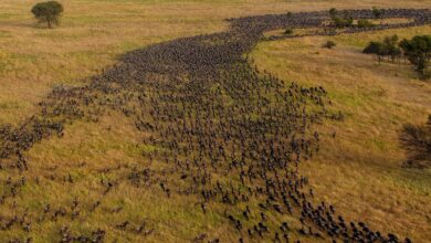 Best safari in Africa