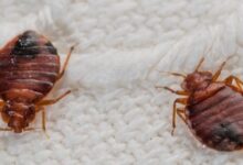 Bed Bug Control Treatments