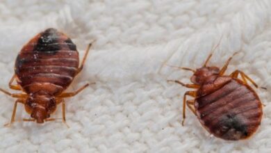 Bed Bug Control Treatments