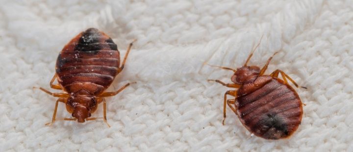 Bed Bug Control Treatments