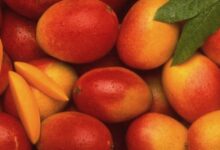 A selection of Best Pakistani Mangoes Online ready for online purchase