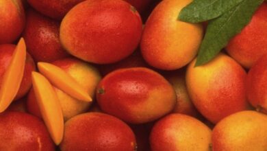 A selection of Best Pakistani Mangoes Online ready for online purchase