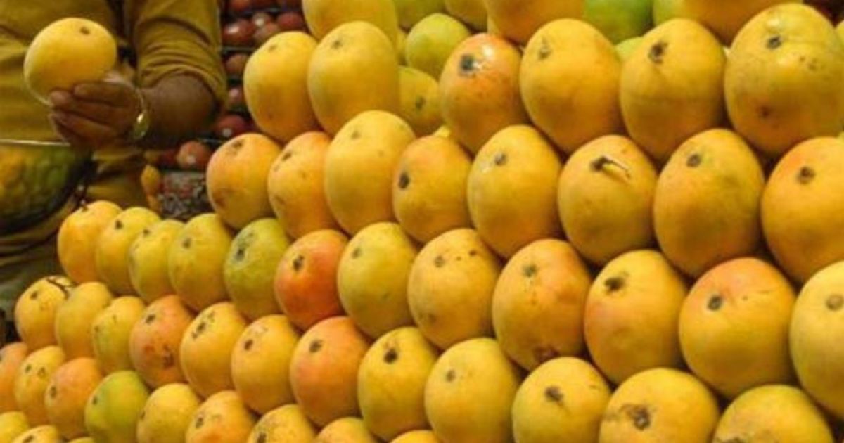 Buy Export Quality Chaunsa Mango being prepared for international shipping by Chanab Farms, a trusted supplier