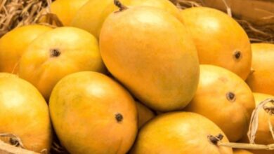 A ripe, golden-yellow Chaunsa mango ready for export from Chanab Farms, highlighting the quality of Pakistani mangoes