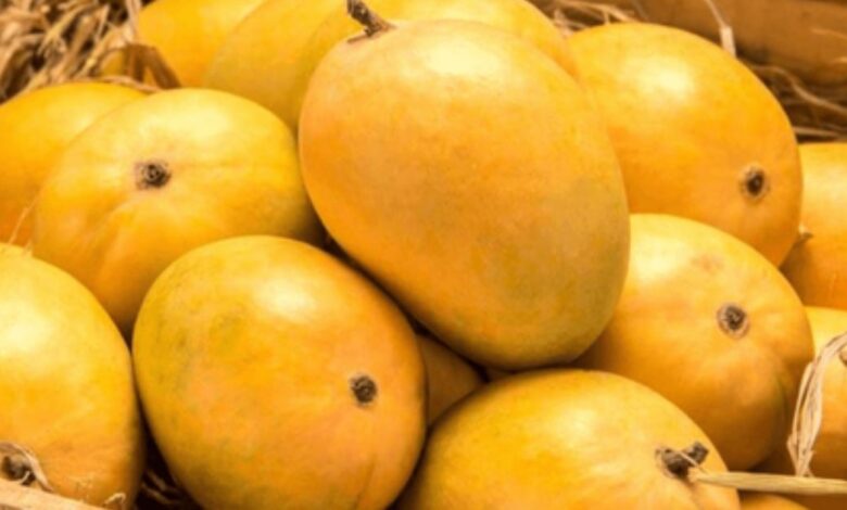 A ripe, golden-yellow Chaunsa mango ready for export from Chanab Farms, highlighting the quality of Pakistani mangoes