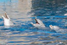 Dubai's Dolphin Show