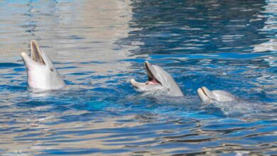 Dubai's Dolphin Show