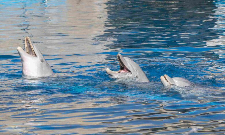 Dubai's Dolphin Show