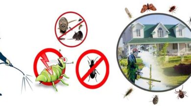 Effective Pest Control Services and Termite Treatment in Lahore