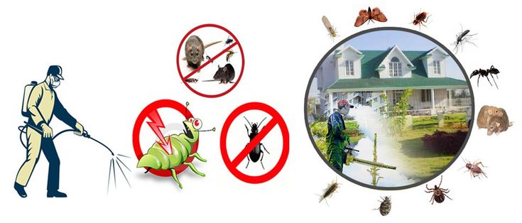 Effective Pest Control Services and Termite Treatment in Lahore