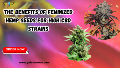 Feminized Hemp Seeds