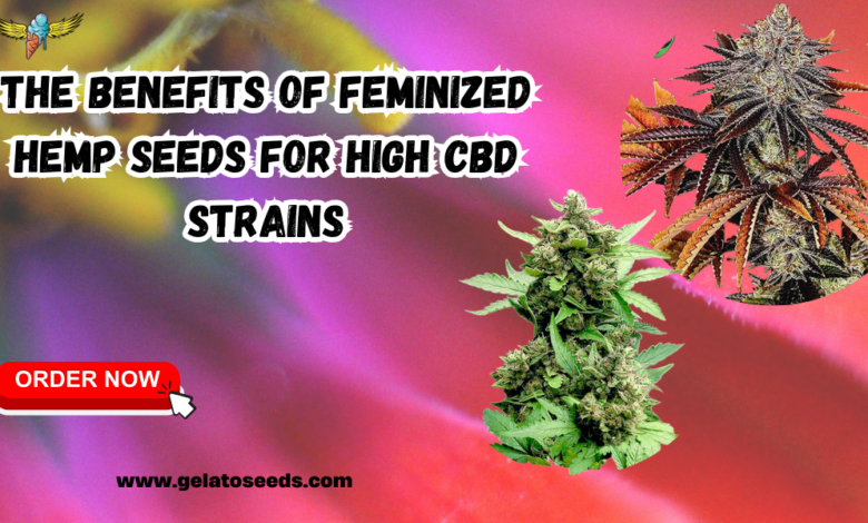 Feminized Hemp Seeds