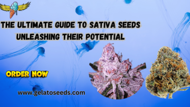 Sativa seeds