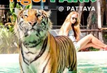 Tiger Park Pattaya