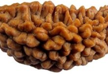 1 Mukhi rudraksha