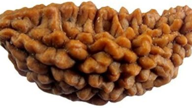 1 Mukhi rudraksha