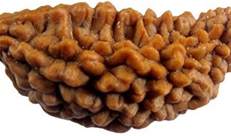 1 Mukhi rudraksha