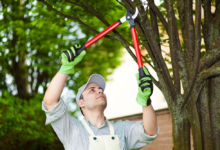 Fort Collins Tree Service