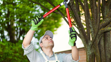 Fort Collins Tree Service