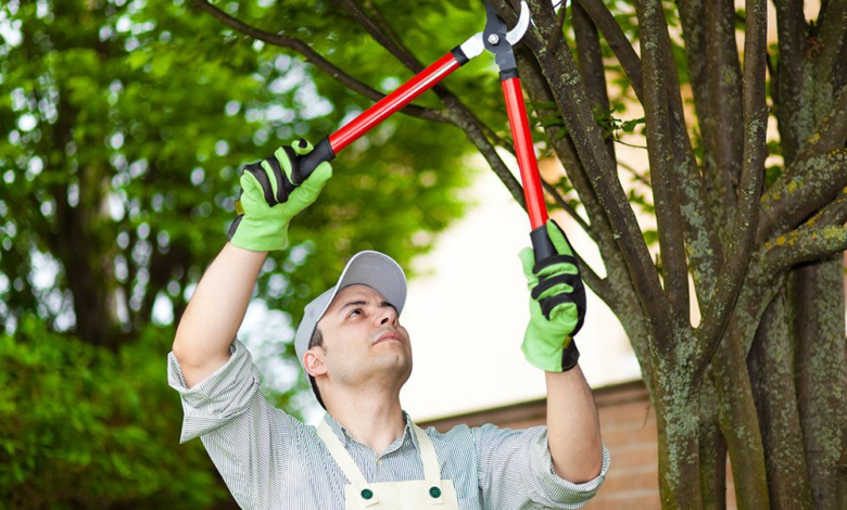 Fort Collins Tree Service