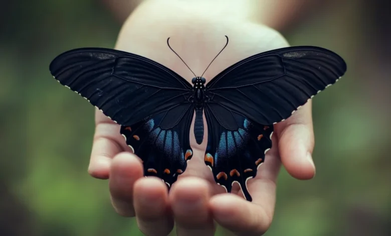 black butterfly meaning