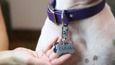 How to Choose the Right Dog Tags for Pets That Slide on Collars?