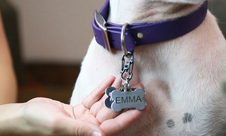 How to Choose the Right Dog Tags for Pets That Slide on Collars?